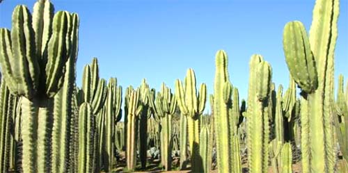 cactus propriete intellectuelle